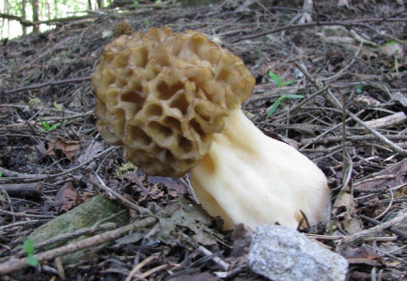 funghi da identificare 2